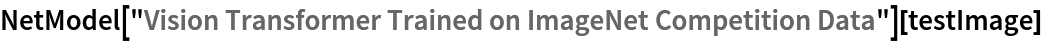 NetModel[
  "Vision Transformer Trained on ImageNet Competition Data"][testImage]